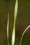 Carolina yelloweyed grass